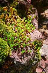 Succulents on Volcanic Rock, Vivid Greenery Detail Close-Up