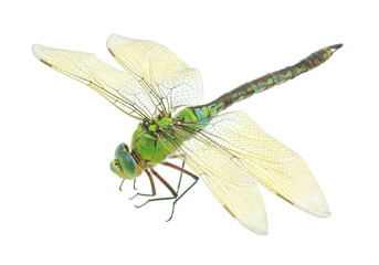 Insect animal flying material png self-identified plant entomology forest real picture material bug