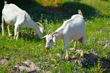 Goats and sheep grazing and wandering in nature