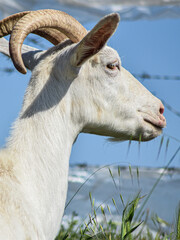 Goats and sheep grazing and wandering in nature