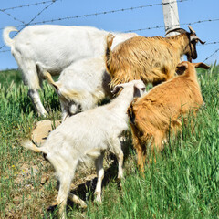 Goats and sheep grazing and wandering in nature