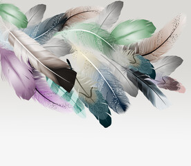 set of feathers isolated on white background