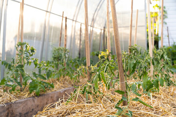 mulching tomatoes in the greenhouse with straw, the farmer's hands hold straw, dried cereals as...