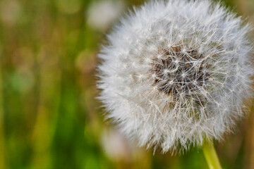 Detailed Close-Up of Dandelion Seed Head in Natural Setting