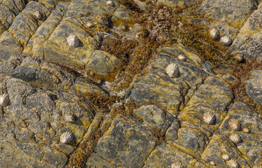Background of moss, seaweed and limpets on rock