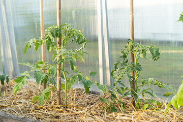mulching tomatoes in the greenhouse with straw, the farmer's hands hold straw, dried cereals as...