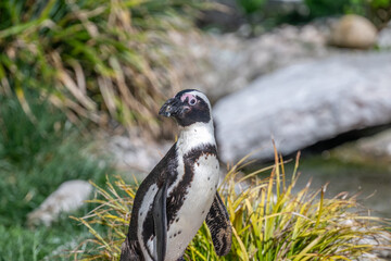 African penguin in the zoo of Salzburg Austria