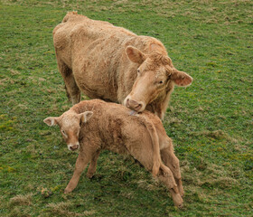 Mother cow licking her calf to wash it