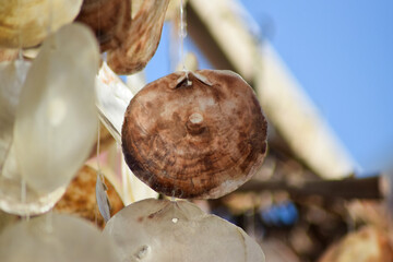 Decorative seashells for sale