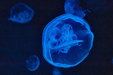 Ethereal Blue Jellyfish in Underwater Setting, Eye-Level View