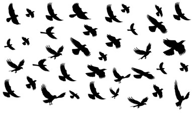 flock of birds	