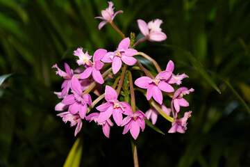 różowe kwiaty orchidea, Orchidaceae