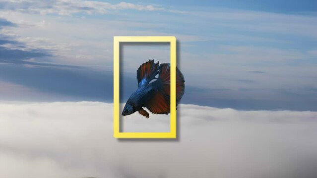 A blue aquarium fish with a red tint, a cockerel, against a background of blue sky in a yellow vertical frame