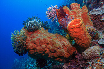 Coral reef South Pacific