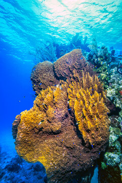 giant barrel sponge,Xestospongia muta