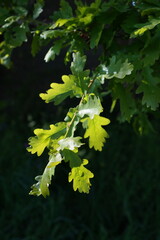 maple leaves in the sun, oak