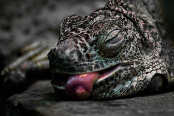 Wild reptile iguana lizard in nature