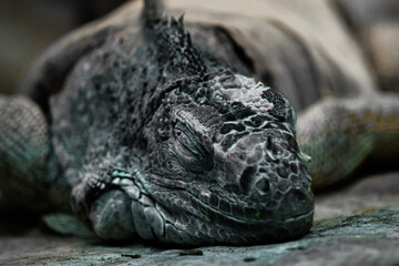 Wild reptile iguana lizard in nature