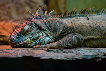 Wild reptile iguana lizard in nature