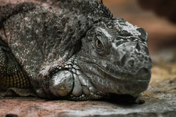 Wild reptile iguana lizard in nature