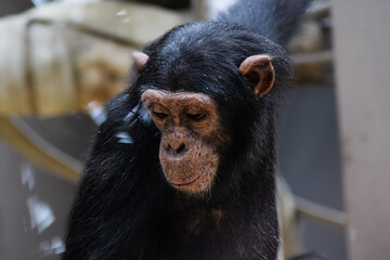 Sad sweet black chimpanzee monkey
