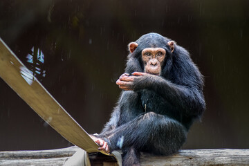 Sad sweet black chimpanzee monkey