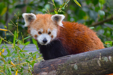 Fototapeta premium Red panda in nature in the forest