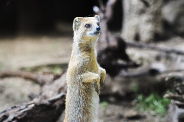 Curious meerkat standing up