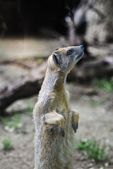 Curious meerkat standing up