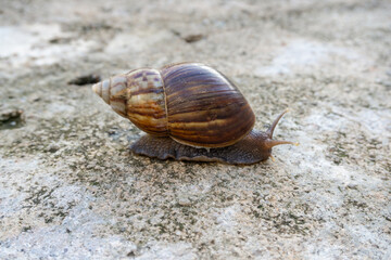 The snail or Latin name Lissachatina fulica is a land snail that belongs to the Achatinidae family. giant African land snails that move slowly on concrete