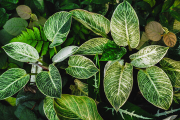 Close up group of background tropical green leaves texture and abstract background. Tropical leaf...