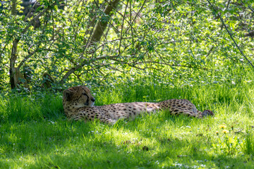 Cheetah in Salzburg Zoo Austria © wolfgang