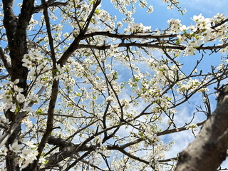 Blossoming Beginnings: A Glimpse of Spring