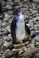 Penguin animal on the rocks