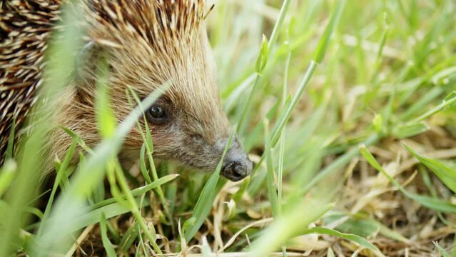 Macro is the face of a hedgehog who sniffed the prey in the grass and goes about his business