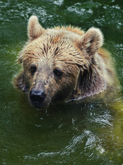 Brown grizzly bear swimming in water