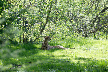 Cheetah in Salzburg Zoo Austria © wolfgang