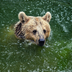 Brown grizzly bear swimming in water