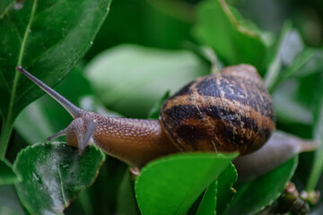 Macro snail crawling on the ground