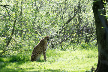 Cheetah in Salzburg Zoo Austria © wolfgang