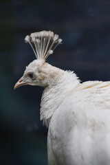 Different special endangered bird species