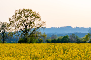field of yellow flowers