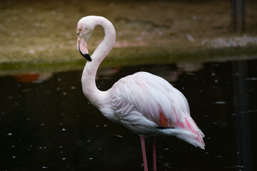 Sweet pink white flamingo animal