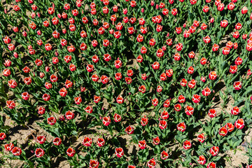 Blooming tulips in flower bed at the city park