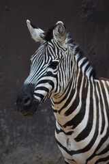 Adult black and white zebra animal in nature