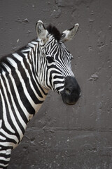 Adult black and white zebra animal in nature