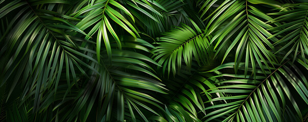 Lush green tropical palm leaves backdrop