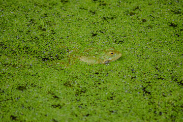 Frog hiding in the swamp