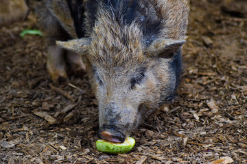 Cute pigs eating