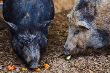 Cute pigs eating